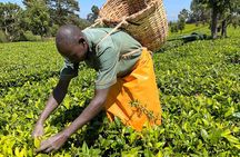 Agro-Tourism Tea Workshop in Nandi Hills
