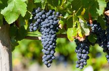  Experience Yarra Valley: A Tailored private Wine Journey