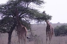 5-Days Private Tanzania Safari Tour