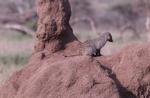  5-Days Private Tanzania Safari Tour