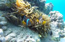 Snorkeling Trip with pick up ( beach)