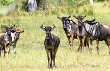 4-Day Private Lake Natron and Serengeti Wildlife Safari