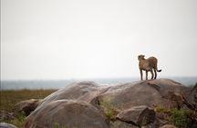 4-Day Private Lake Natron and Serengeti Wildlife Safari