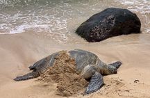 Oahu Allstar Circle Island Tour: Dole, Turtles. Blowhole, Fun