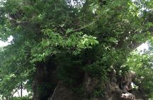 Zeus’s Birthplace- Old Villages-Olive Oil Factory- Small Group 