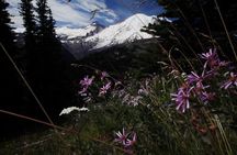 From Seattle: Private Tour to Mt. Rainier