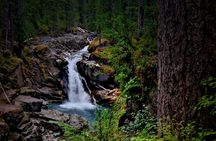 From Seattle: Private Tour to Mt. Rainier