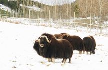 Discover Whitehorse with Northern Lights and Yukon Wildlife Tour