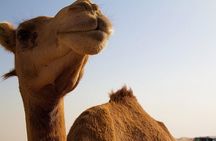 One Hump Camel Farm and Wine Tour