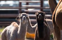 One Hump Camel Farm and Wine Tour