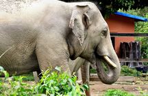 Taj Mahal with Visit to Elephant Conservation Center From Delhi