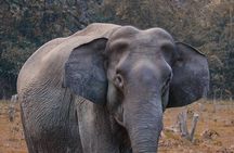Taj Mahal with Visit to Elephant Conservation Center From Delhi