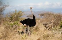Nairobi National Park and Beads Factory Private Tour