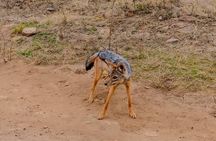 Nairobi National Park and Beads Factory Private Tour