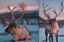 Reindeer feeding & Saami Culture with chance for Northern Lights