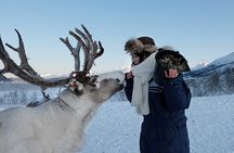 Reindeer feeding & Saami Culture