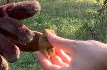 5 Hours Activities - Truffle Hunting with tasting in San Miniato