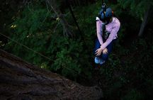 Sunset Canopy Climb on Lopez Island