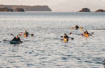 Half-Day Guided Sea Kayaking Adventure in Telegraph Cove