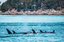 Half-Day Guided Sea Kayaking Adventure in Telegraph Cove