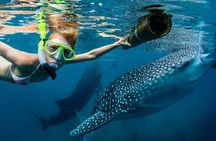 Whale Shark Encounter and Sumilon Sandbar with Kawasan Falls