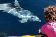 Dolphin Watching Boat Tour from Olbia