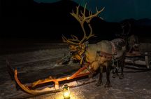 Reindeer Sledding and Feeding with Chance of Northern Lights Tromso