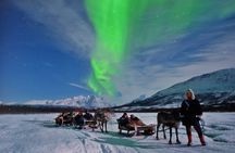 Reindeer Sledding and Feeding with Chance of Northern Lights Tromso