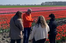 Amsterdam: Tulip Fields Day Tour with Lunch and a Windmill Visit