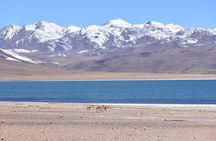Full Day Tour Piedras Rojas Altiplanic Lagoons Chaxa Lagoon