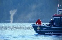Salish Sea Whale Watching Tour in Campbell River