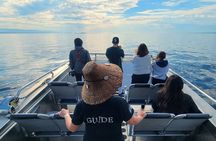 Salish Sea Whale Watching Tour in Campbell River