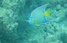 Guided Shore Diving Tour
