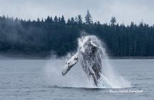 Salish Sea Whale Watching Tour in Campbell River