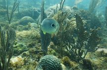 Guided Shore Diving Tour