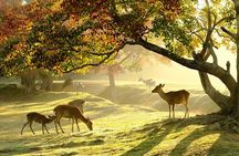 Nara Half-Day Bus Tour from Kyoto