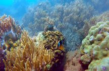Cham Island Snorkeling - Wonderful Beach - Speedboat Daily Tour