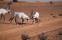 Dubai Red Dunes Safari: Dune Bashing, Camel Ride & Breakfast