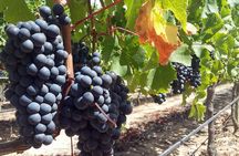 Private Wine Tasting Tour in Constantia, Cape Town