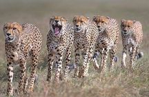 3 Days Masai Mara Kenya Big Five Private Safari