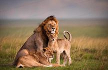 3 Days 2 Nights Maasai Mara Joining Safari Tour