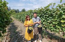 Kakheti - Small wineries and family-cooked lunch • Private tour