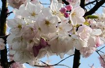  Vancouver City Tour with Cherry Blossom Festival Private