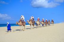 Half Day Guided Camel Safari in Cabo San Lucas