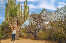 Half Day Guided Camel Safari in Cabo San Lucas