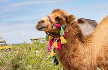 Half Day Guided Camel Safari in Cabo San Lucas