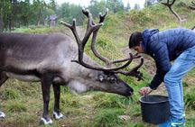 Summer Traditional Reindeer Farm Tour in Rovaniemi