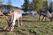 Summer Traditional Reindeer Farm Tour in Rovaniemi
