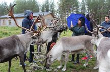 Summer Traditional Reindeer Farm Tour in Rovaniemi