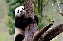1-Day Dujiangyan Panda Base Volunteer Program Tour from Chengdu